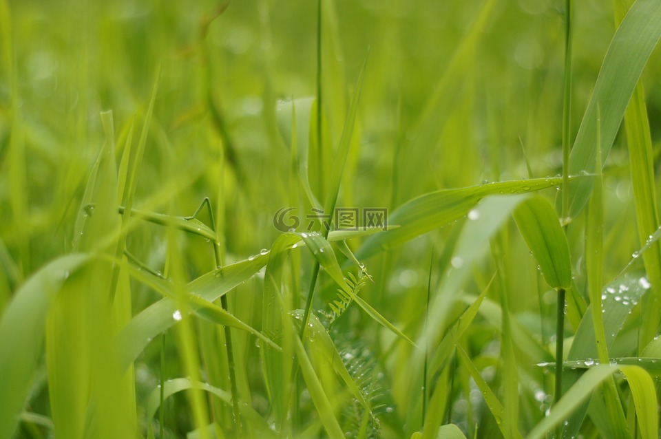 草,一滴水,绿色