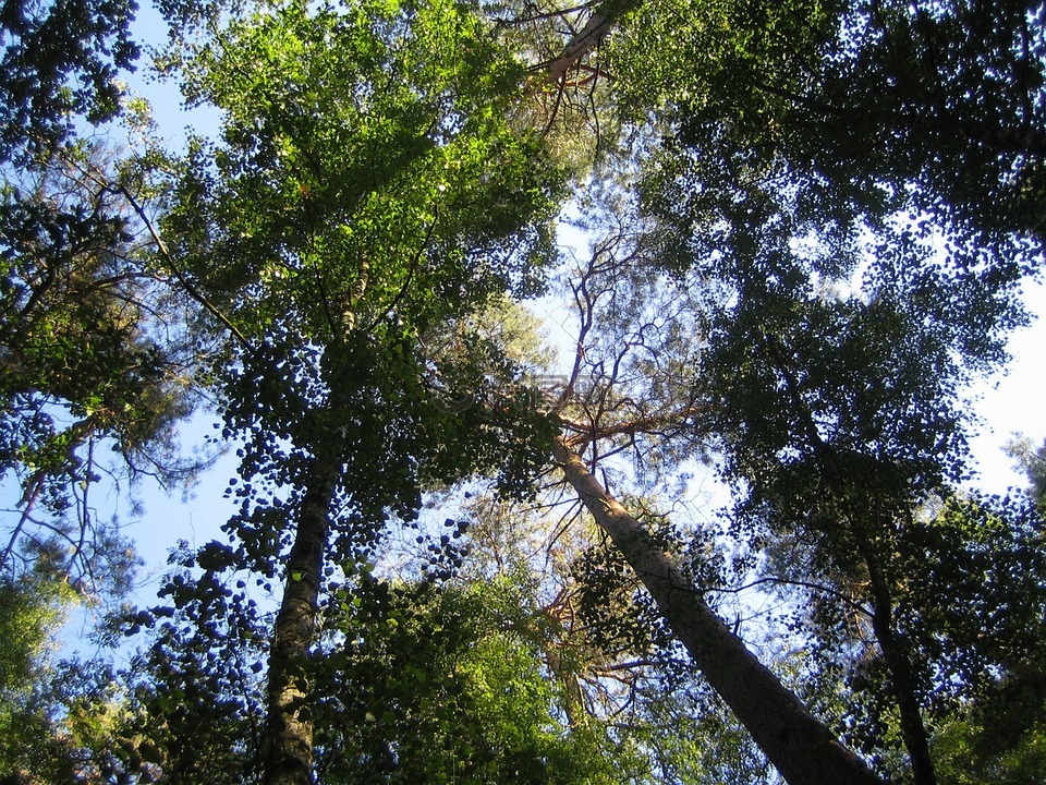 树梢上,自然教育径,森林