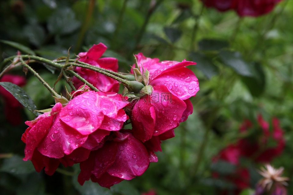 玫瑰,雨,美丽的花朵