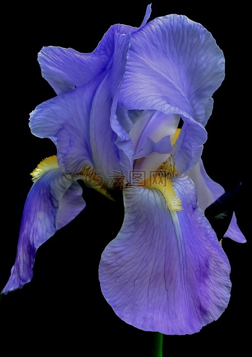 鸢尾花,花,蓝色