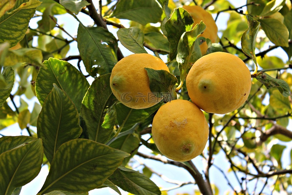 酸橙,柠檬,水果