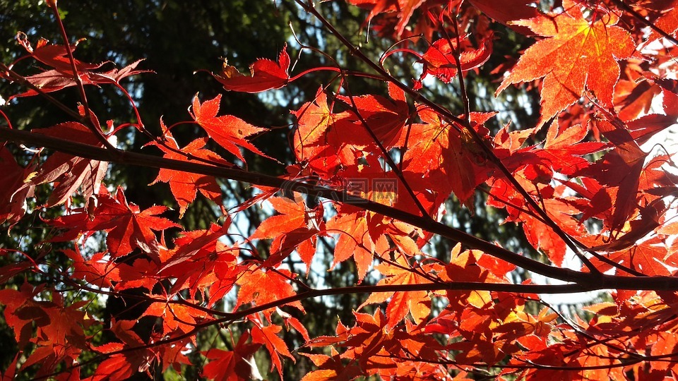 秋,英亩,红色