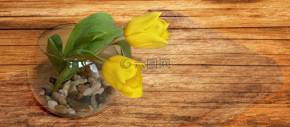 郁金香,黄色的花朵,春天的花朵