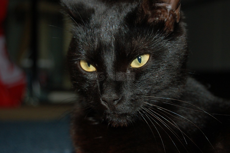 黑色,猫咪,眼睛