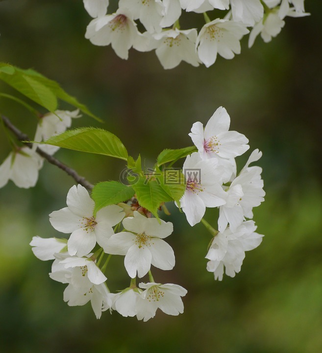 野櫻桃櫻花白