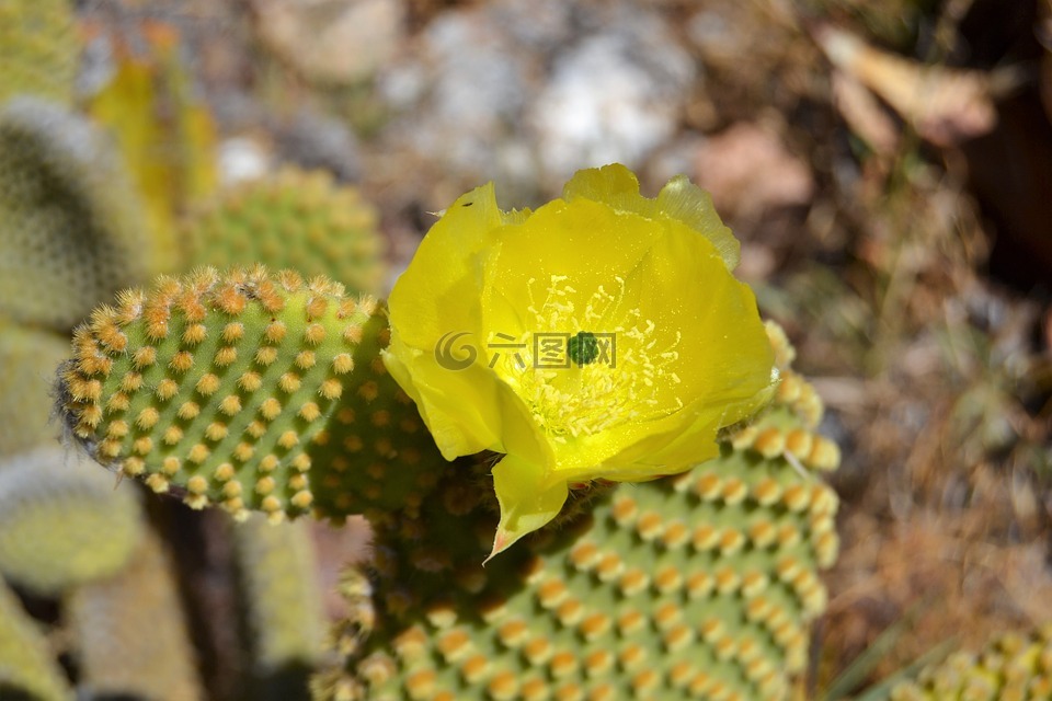 仙人掌,花,仙人掌花