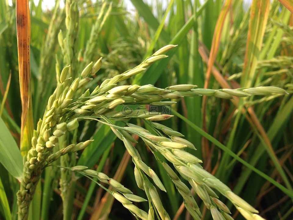 水稻,稻田,农场