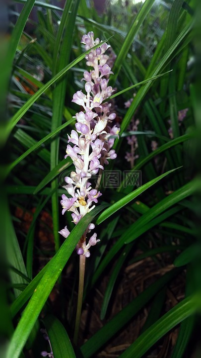 湖北麦冬,花,植物