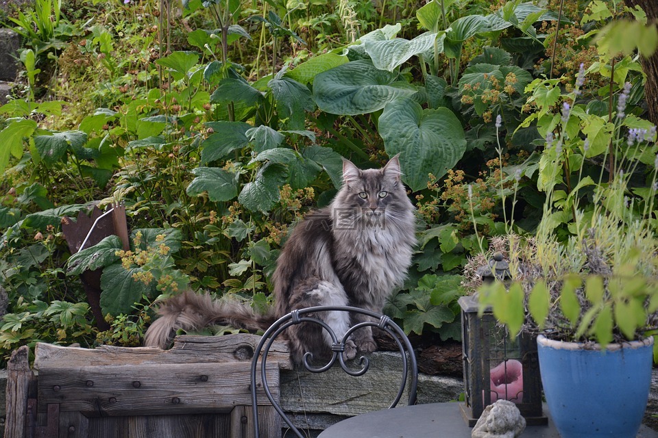 挪威森林猫,性质,花园