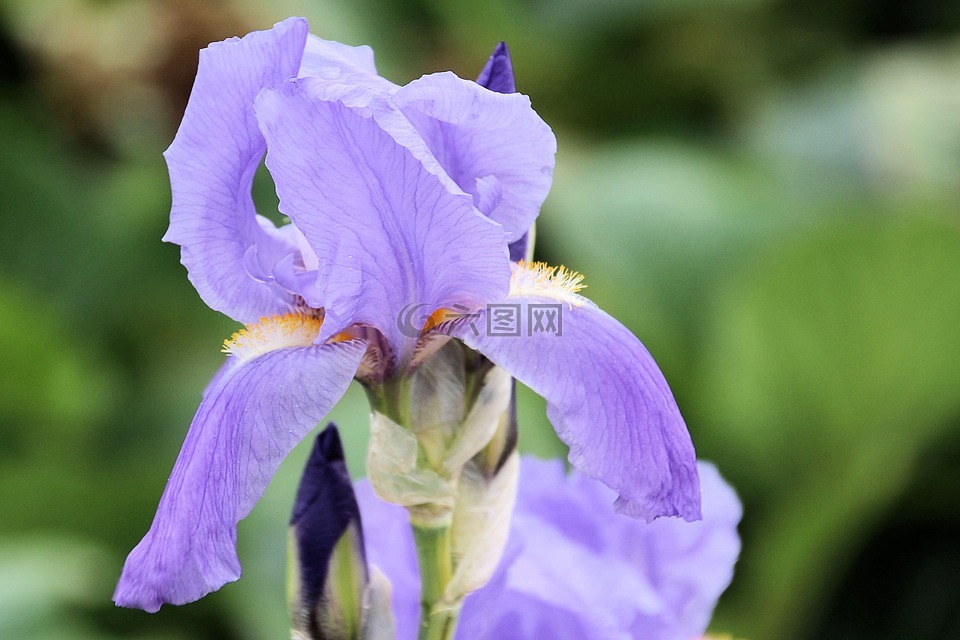 百合,紫,开花