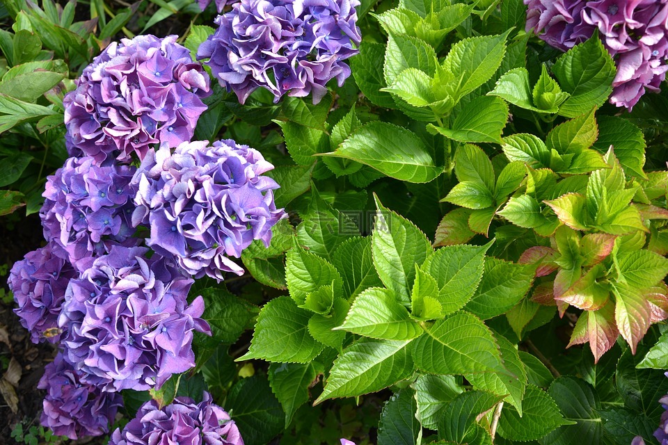 八仙花,紫,绿色
