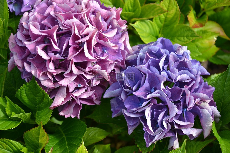 八仙花,紫,绿色