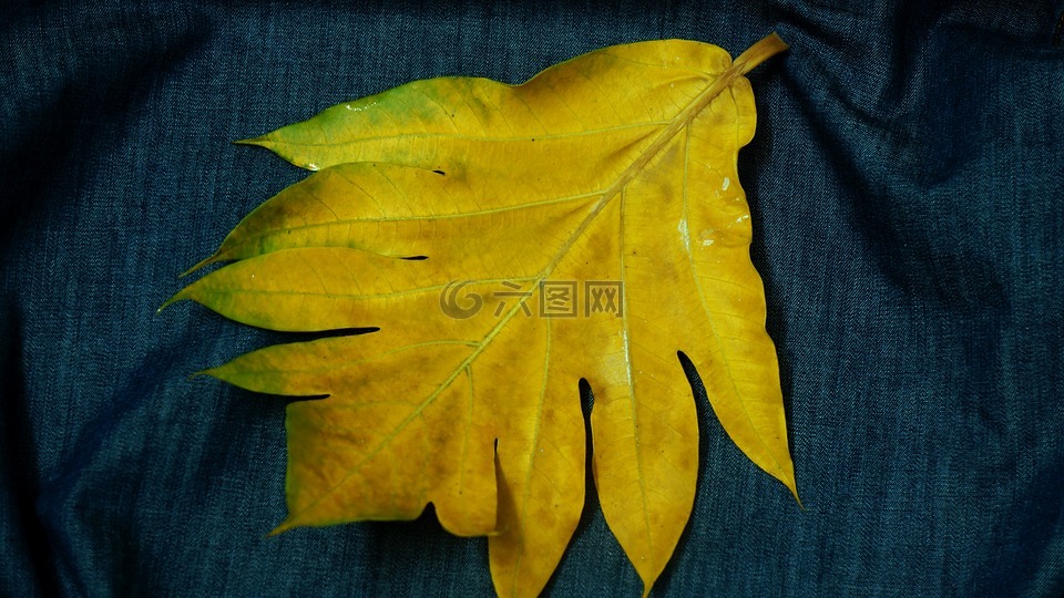 大叶,黄色的树叶,装饰
