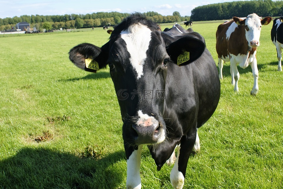 母牛,农场,牧场