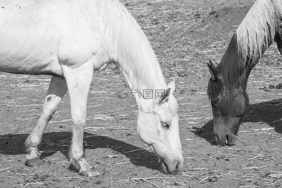 马匹,黑色和白色,单色