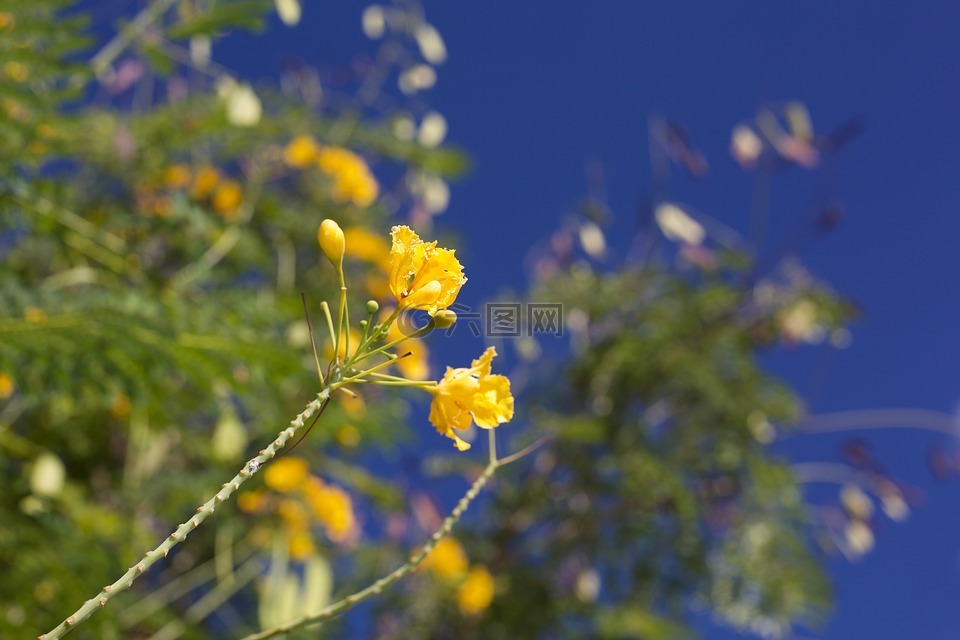 黄色花,蓝色的天空,树