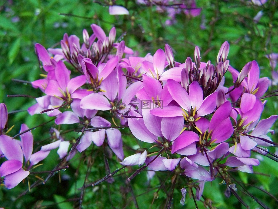 克娄巴特拉的针,紫色的小花,花园