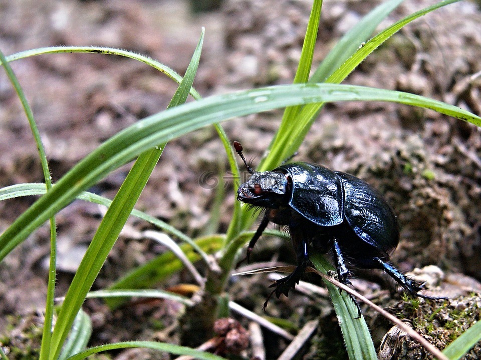 甲虫,宏,黑色