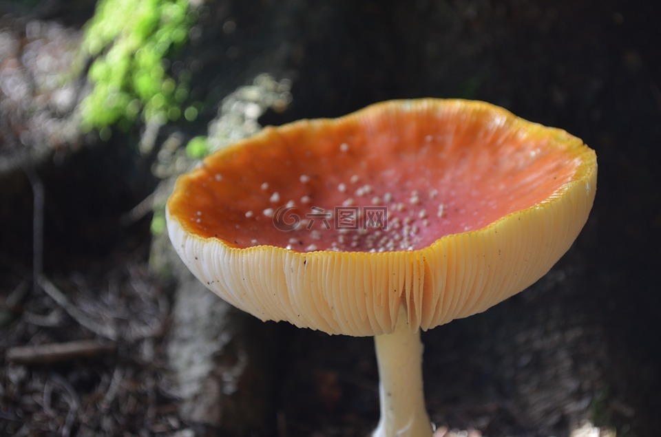 蘑菇,层状,帽子