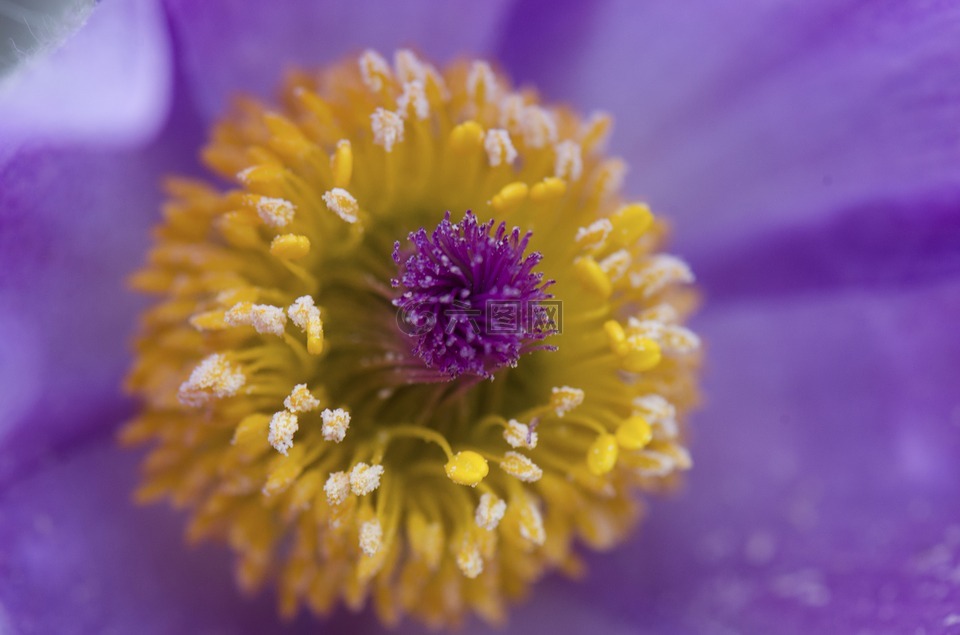 花,紫罗兰色,花瓣