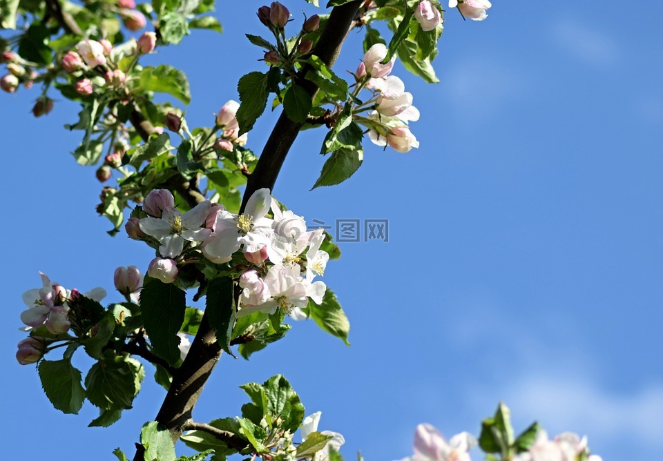 苹果花,五月,春天