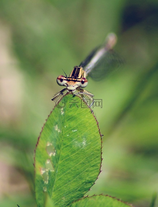 蜻蜓,昆虫,agrion