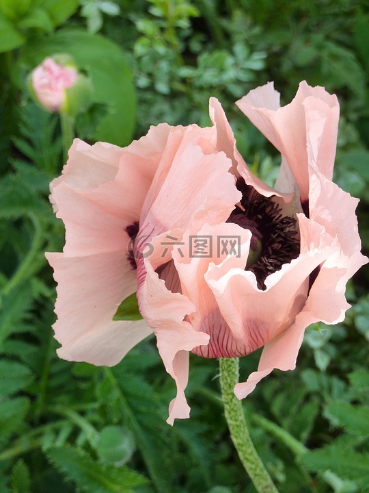 klatschmohn,芽,芽的驱动器