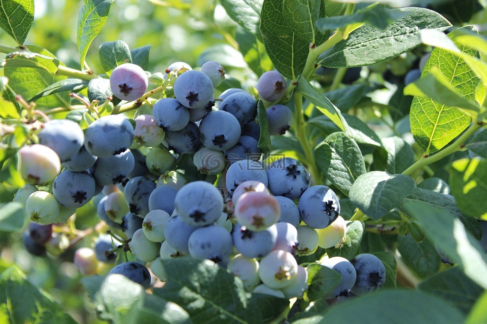 蓝莓,水果,夏季