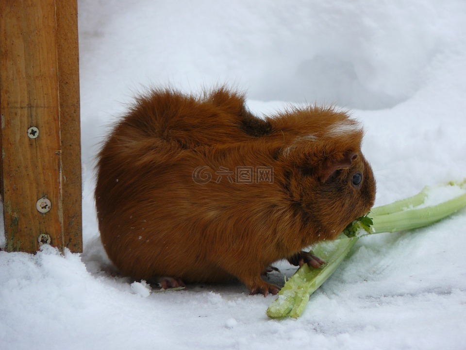 豚鼠,雪,芹菜