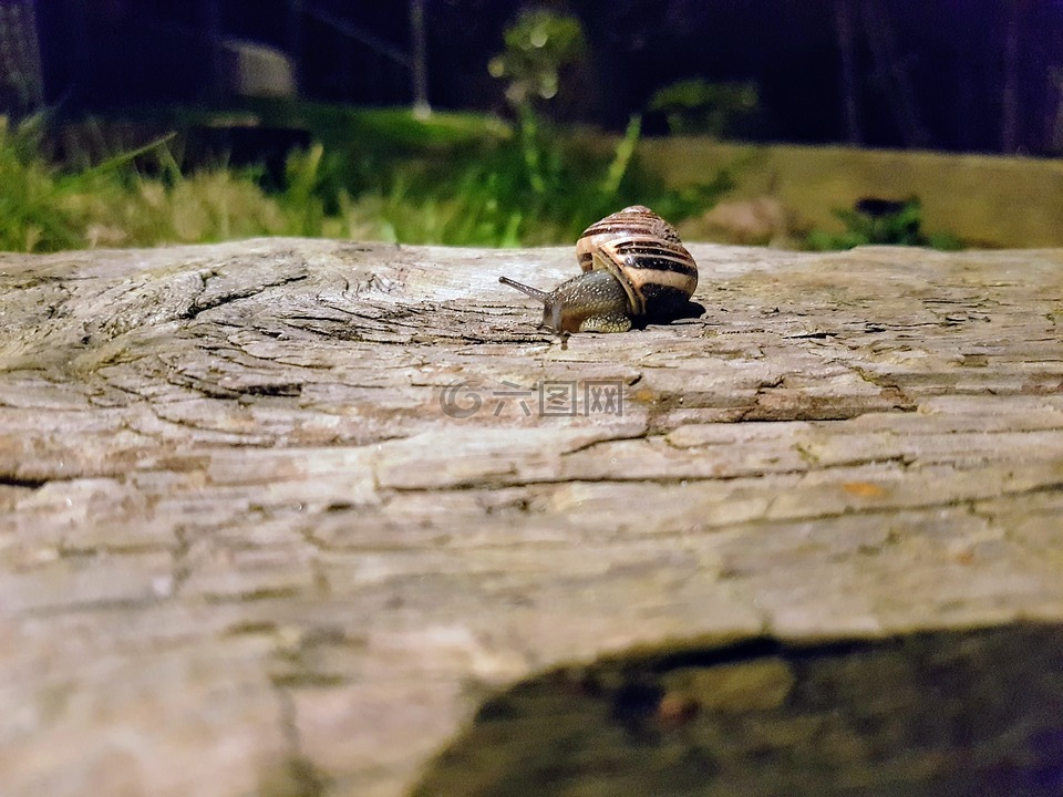 贝壳,弹头,花园里的蜗牛