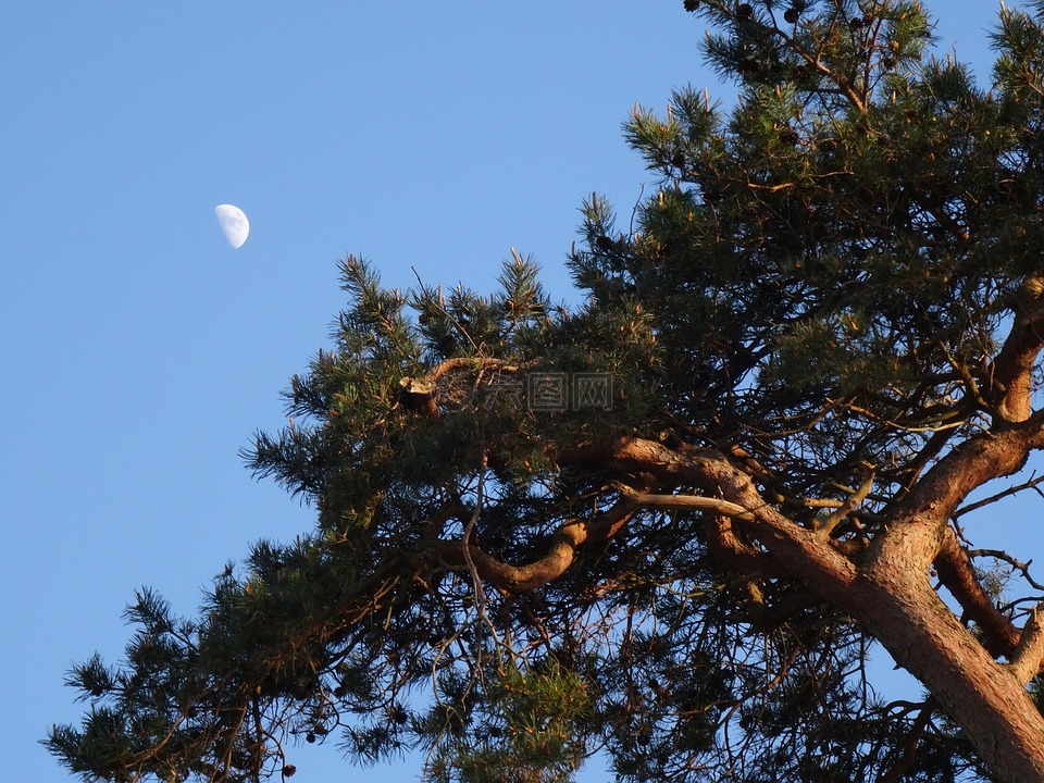 月亮,那天的月亮,树