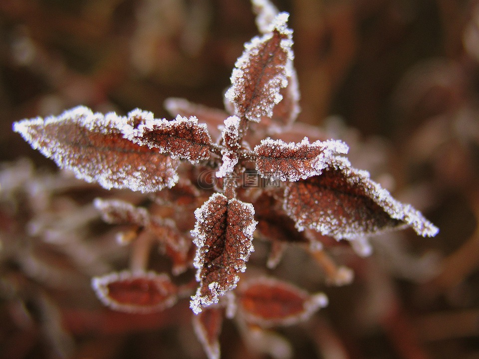霜,冬天,自然高清图库素材免费下载(图片编号:6618847)