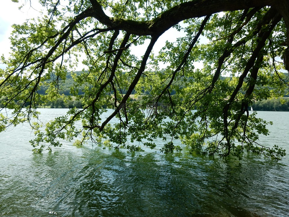 湖,树,水