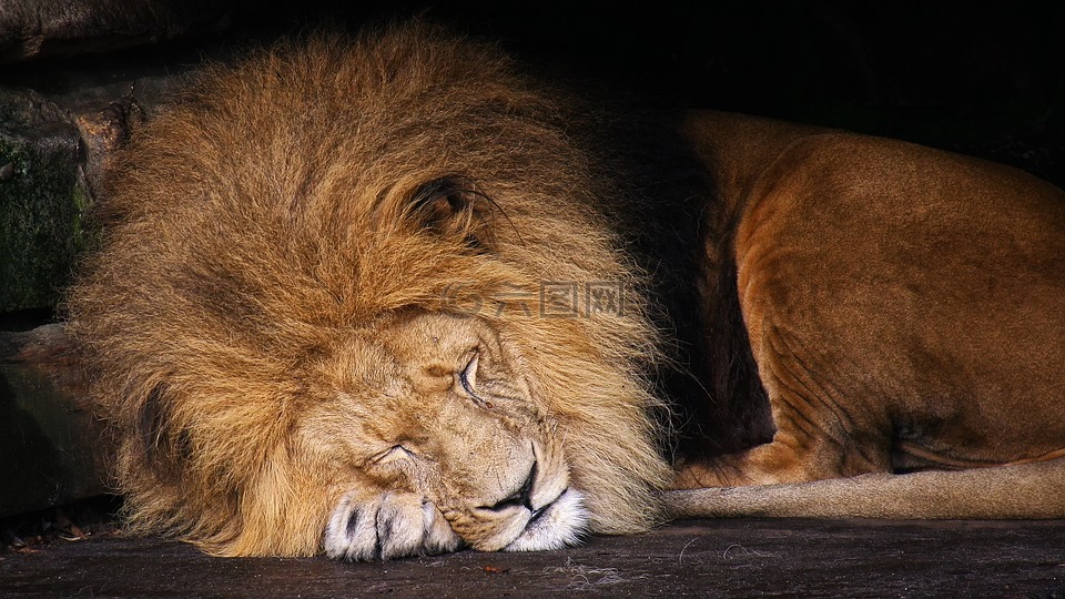 狮子,动物,兽中之王