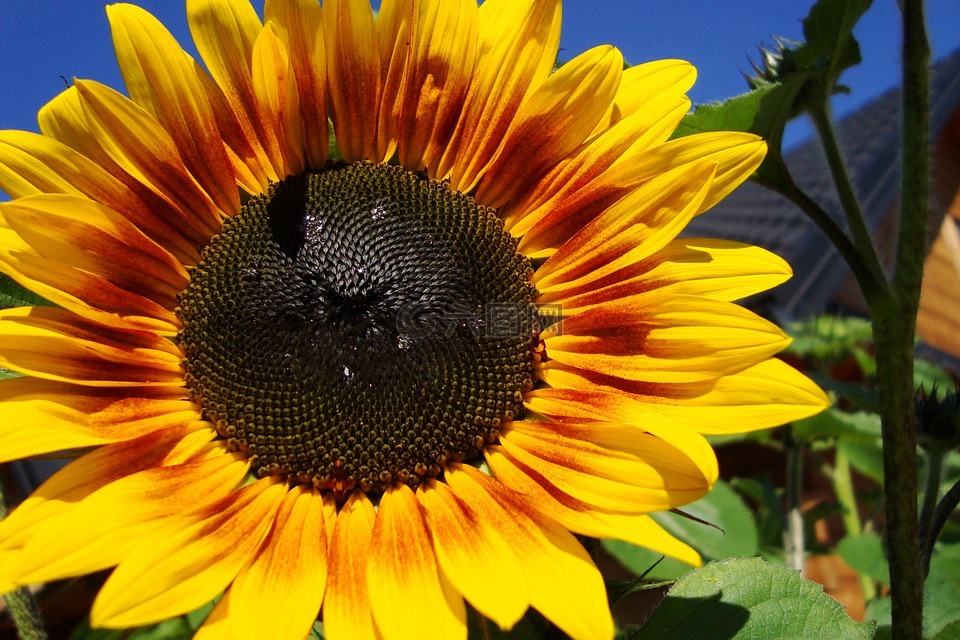 向日葵,植物,花