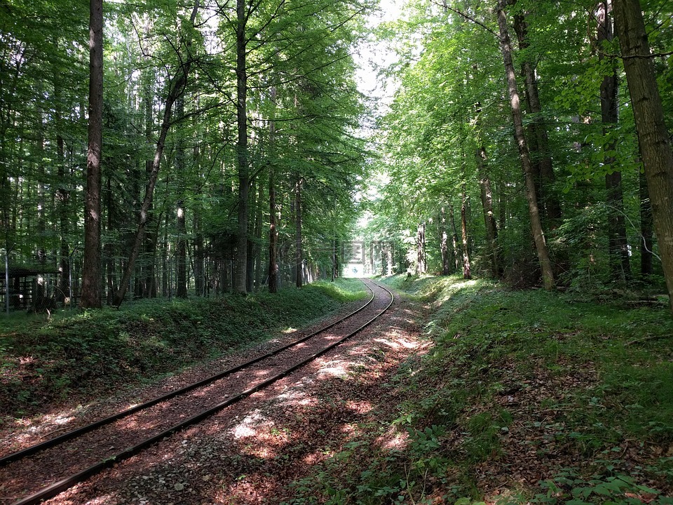 铁路,离开,森林