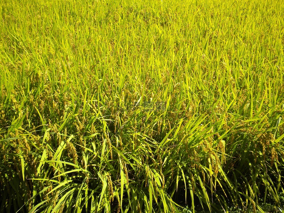 韩国,京畿道 gapyeong,水稻农场