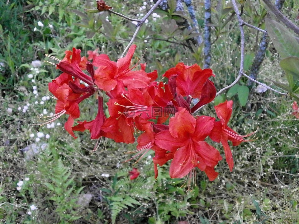 杜鹃花,rosebay,在初夏