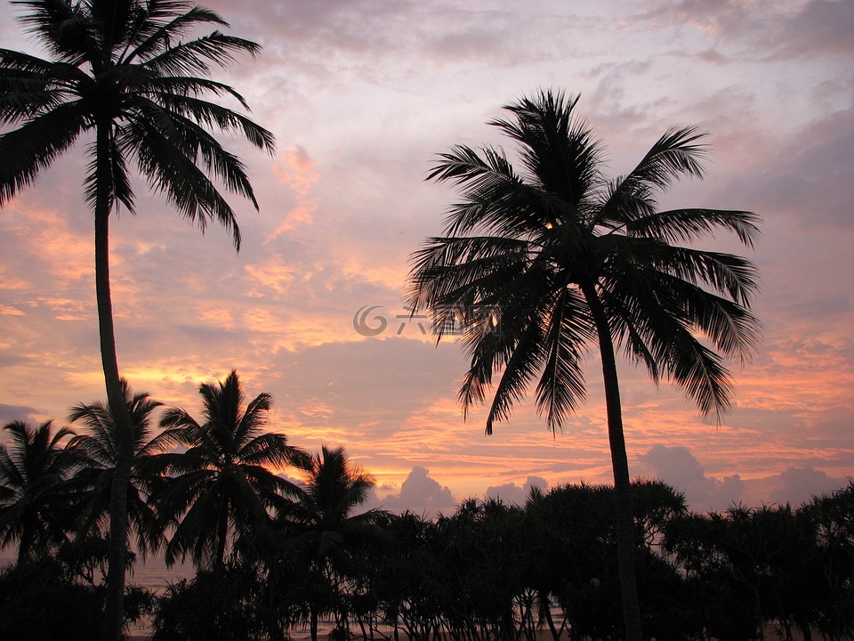棕榈树,假日,热带