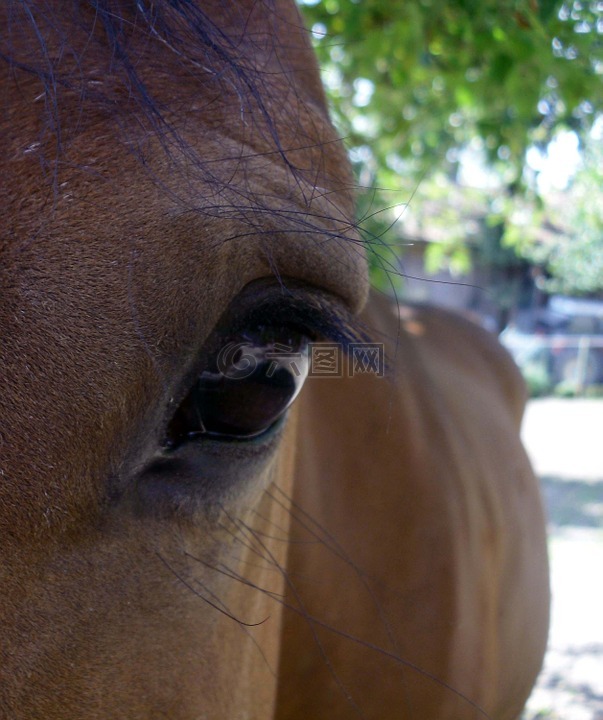 马,温柔,眼睛