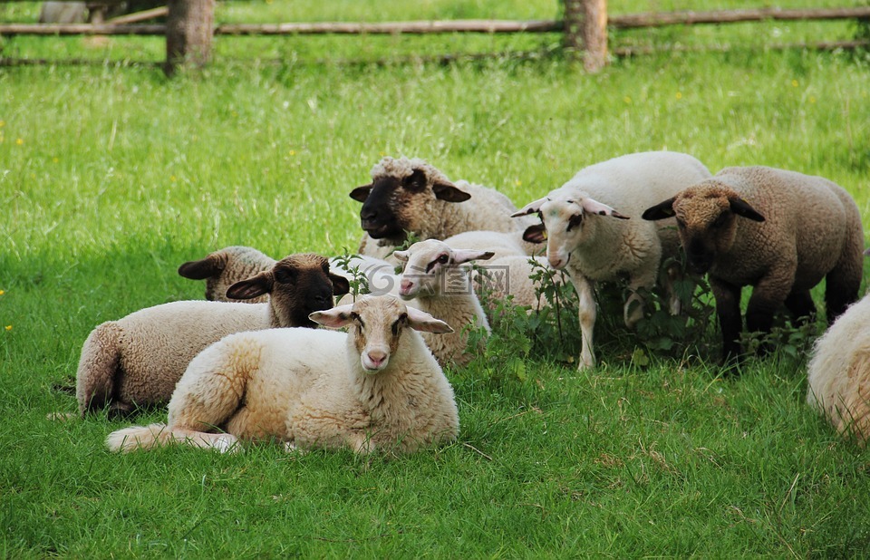 羊,羔羊,羊群的羊