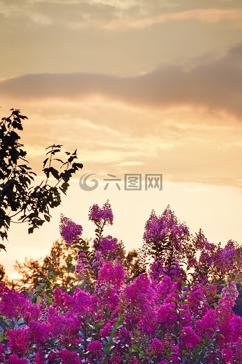 日落,紫薇,绉