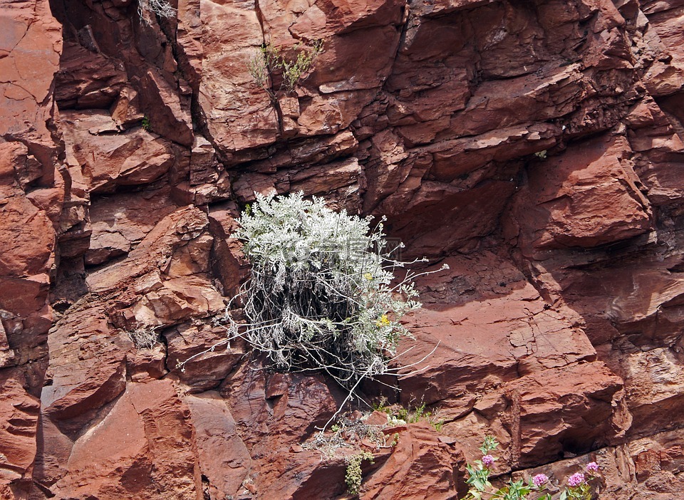 红色的岩石,植物,垂直