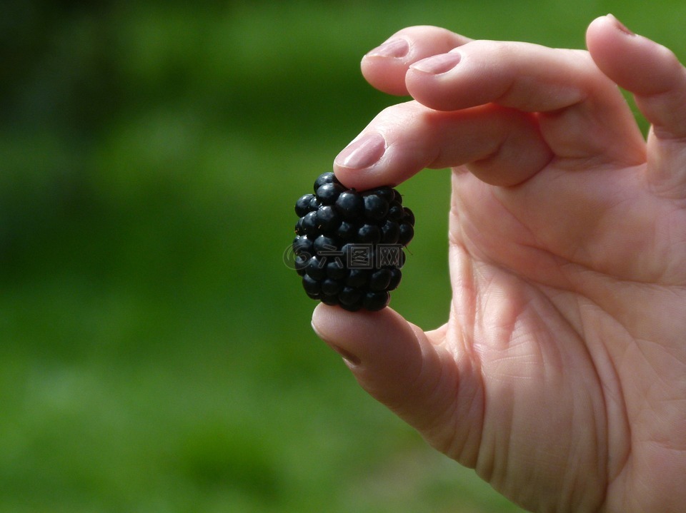 黑莓手机,水果,浆果
