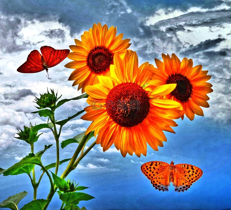 向日葵与蝴蝶精美图片图片