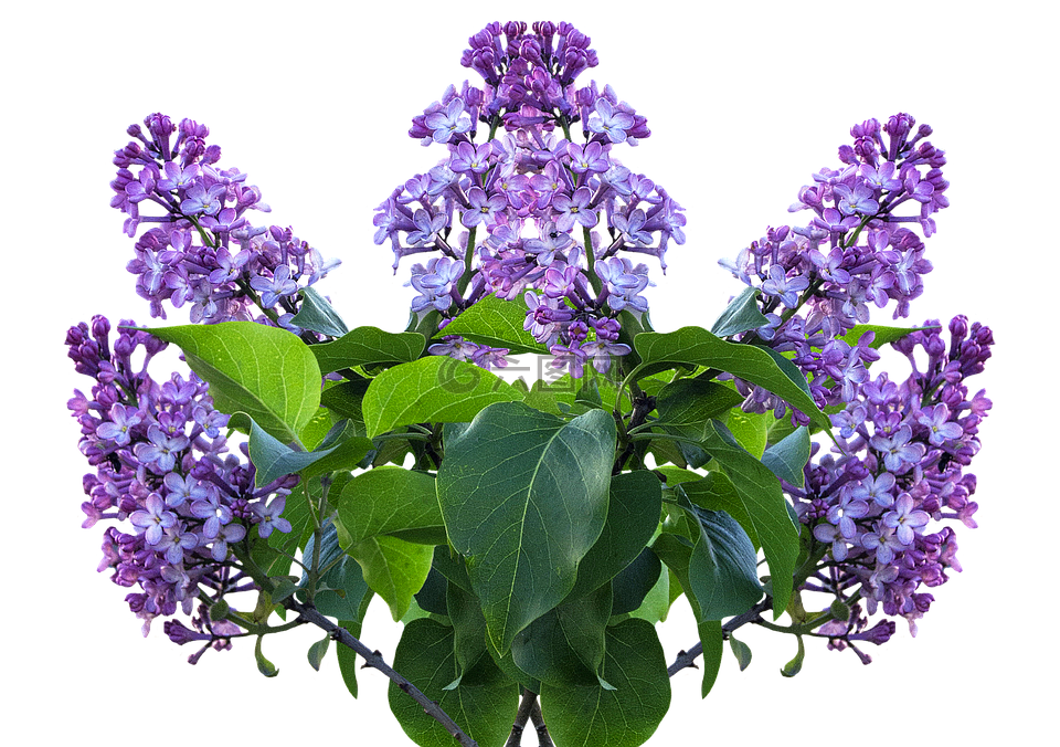 紫丁香,春天,紫丁香花