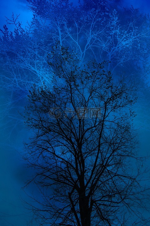 树,蓝色,黑色