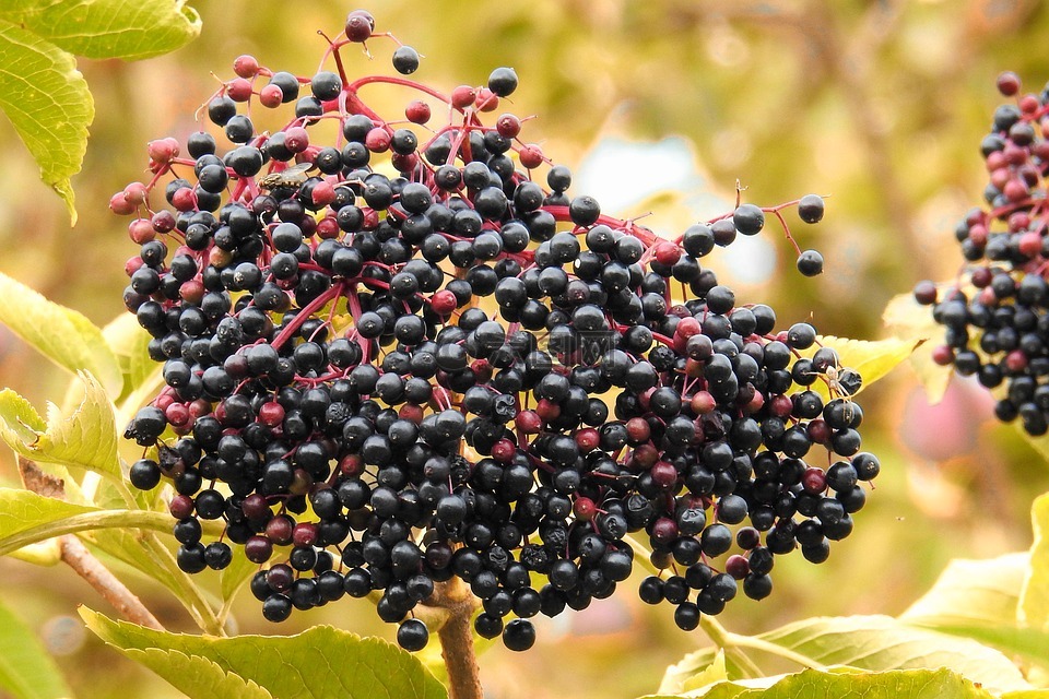 elderberries,長老,黑接骨木