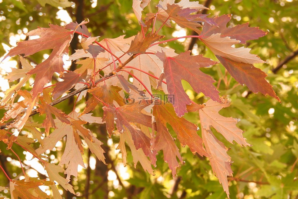 叶子,五颜六色的树叶,秋天的颜色