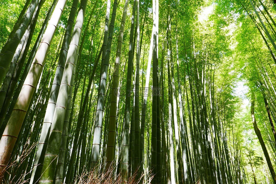 竹,日本,京都